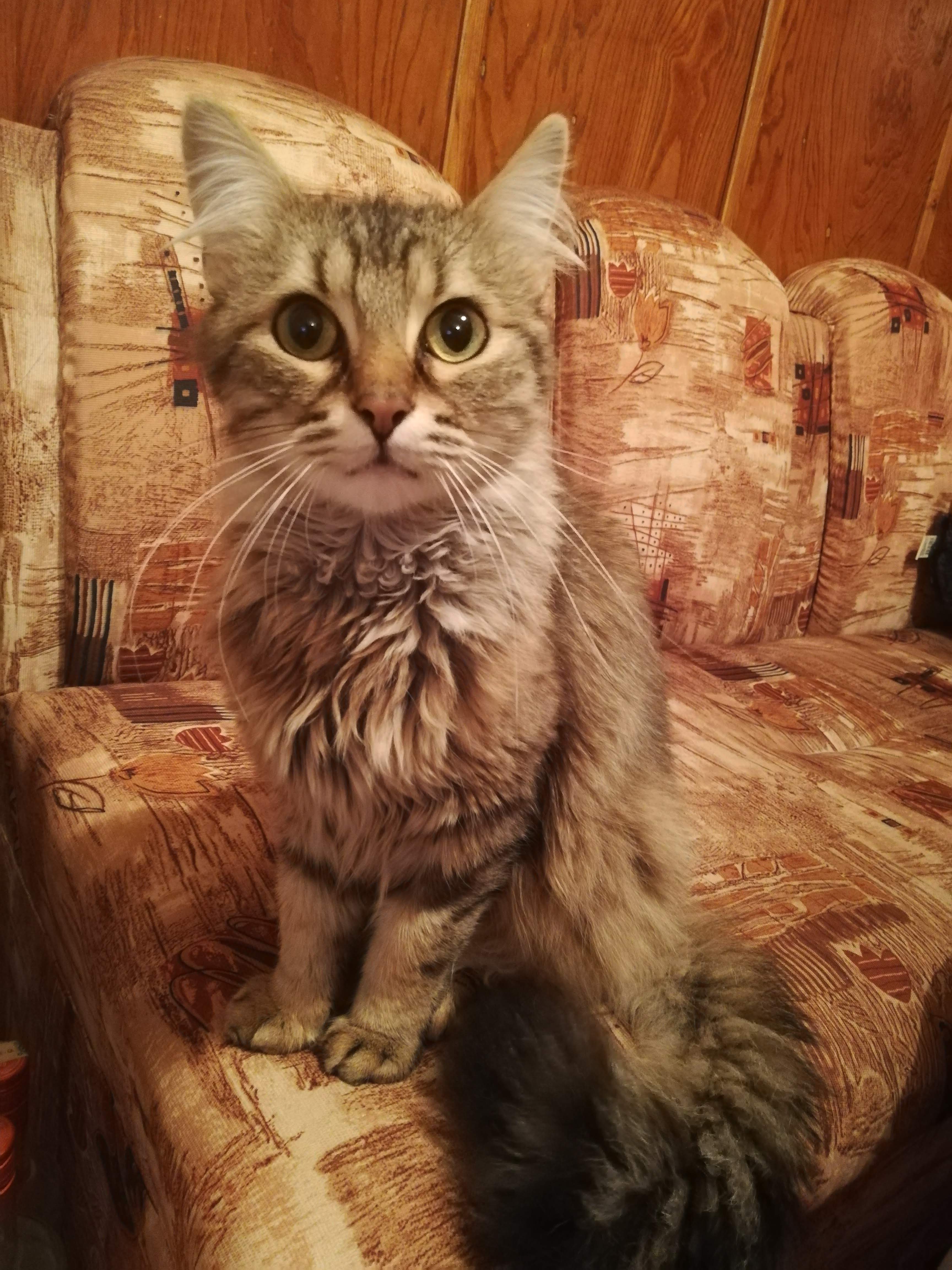 Крис