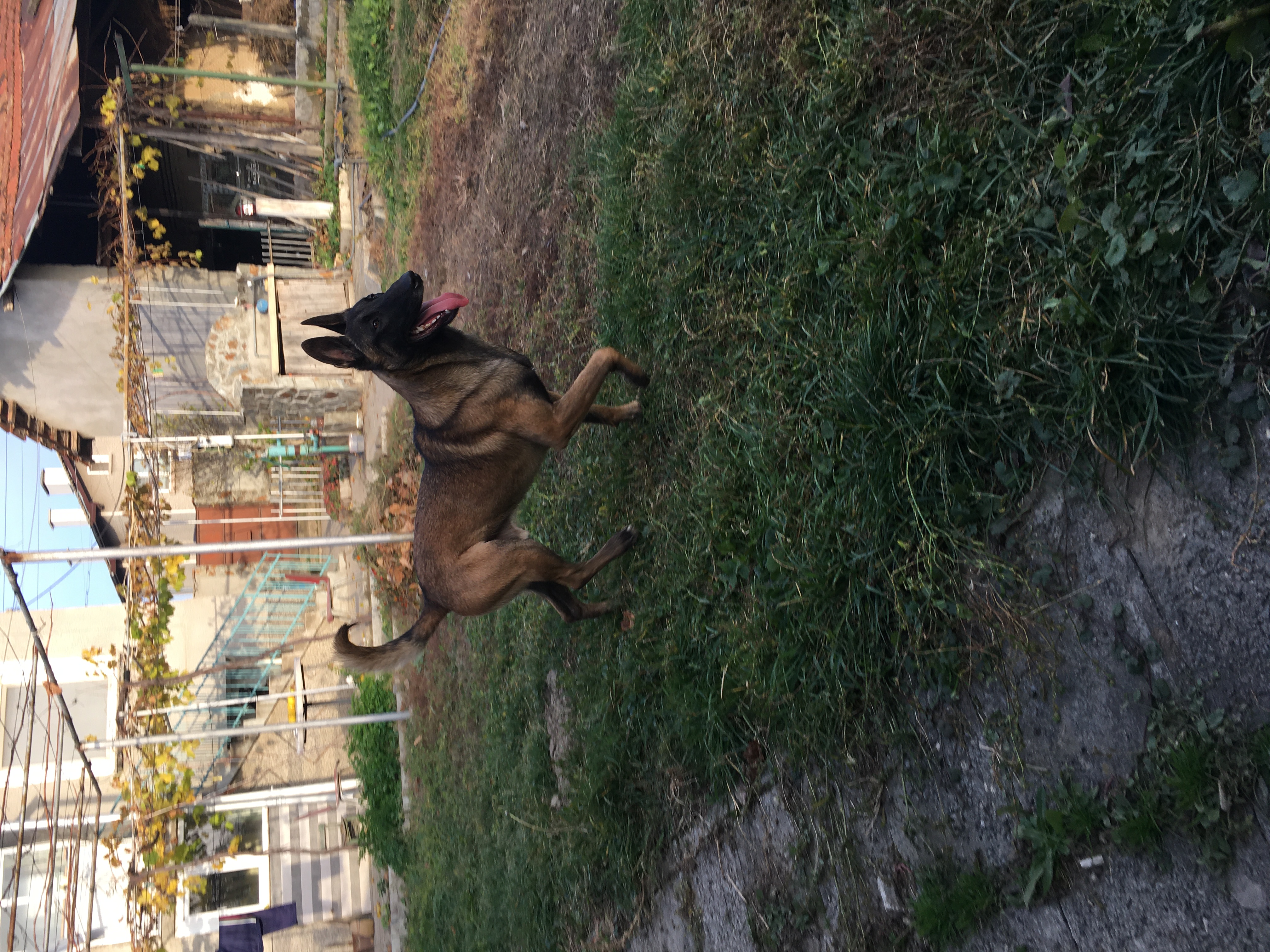 Дарк